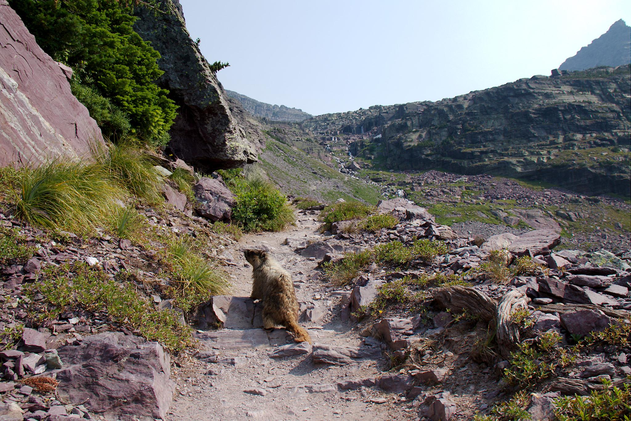 Another marmot in the trail, heading the same way we are. A small waterfall is visible in the background. A mountain peak juts up on the right.