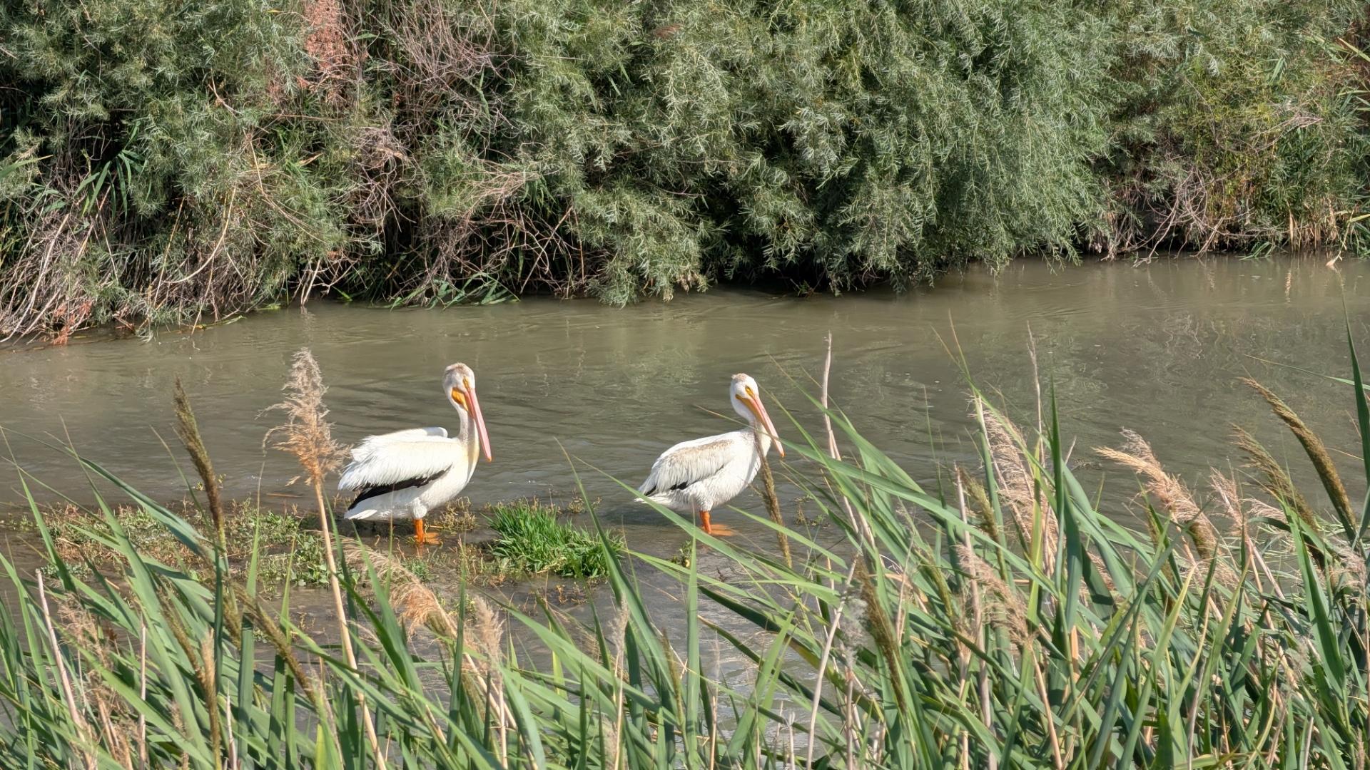 A photo of a pair of adult pelicans, who are busy bathing in the Jordan River. These American White Pelicans (Pelecanus erythrorhynchos) are standing near the shore in the foreground in very shallow water, just over their orange webbed feet with the deeper water behind them. With feathers are mostly a snow white, just a little bit of black peeking out from under their folded wings. Their heads are up, with their long, narrow, knobless beaks held near vertically, close to their necks. Green vegetation lines the banks of both sides of the murky green river, which isn't very wide here. Taken along the Jordan River Parkway trail near Midvale, Utah.