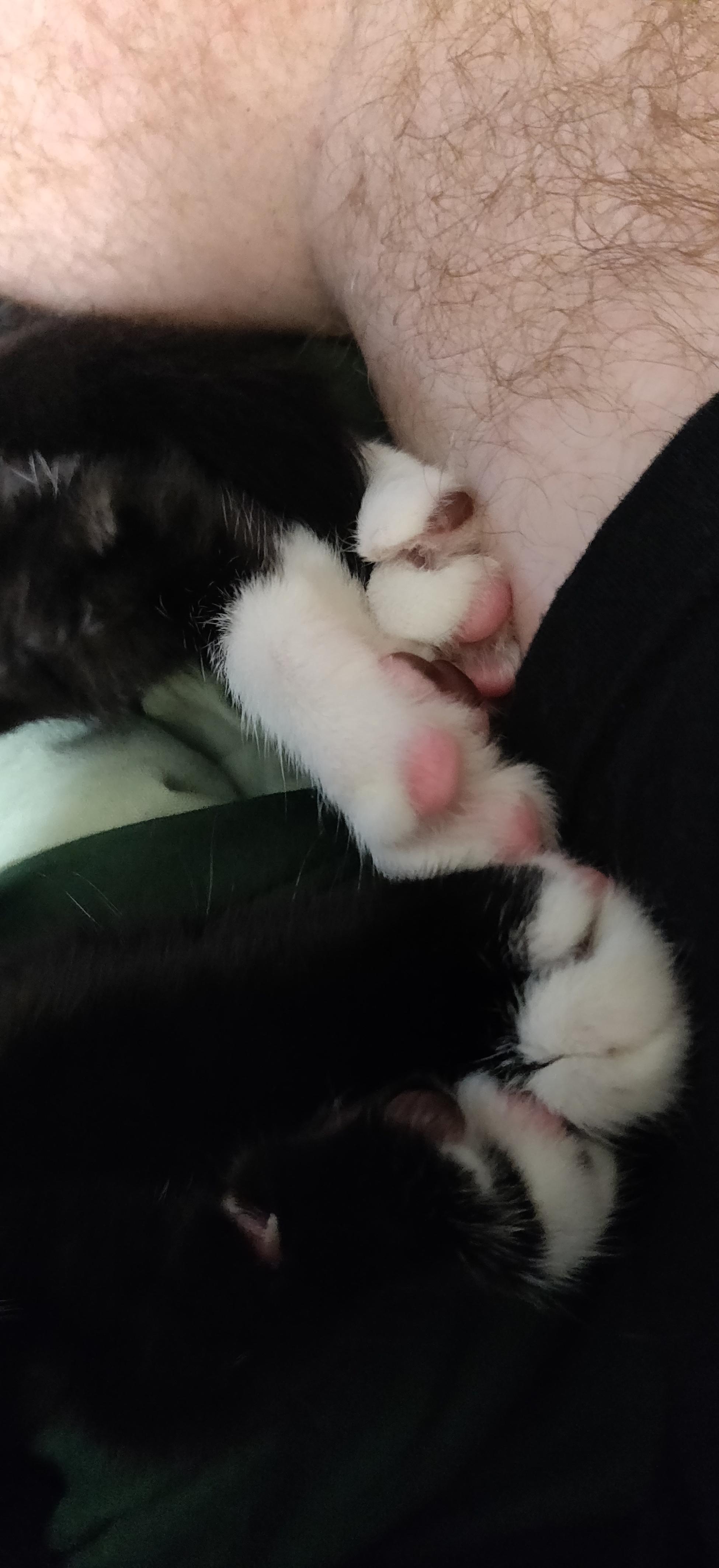White and black cat toes and feet.