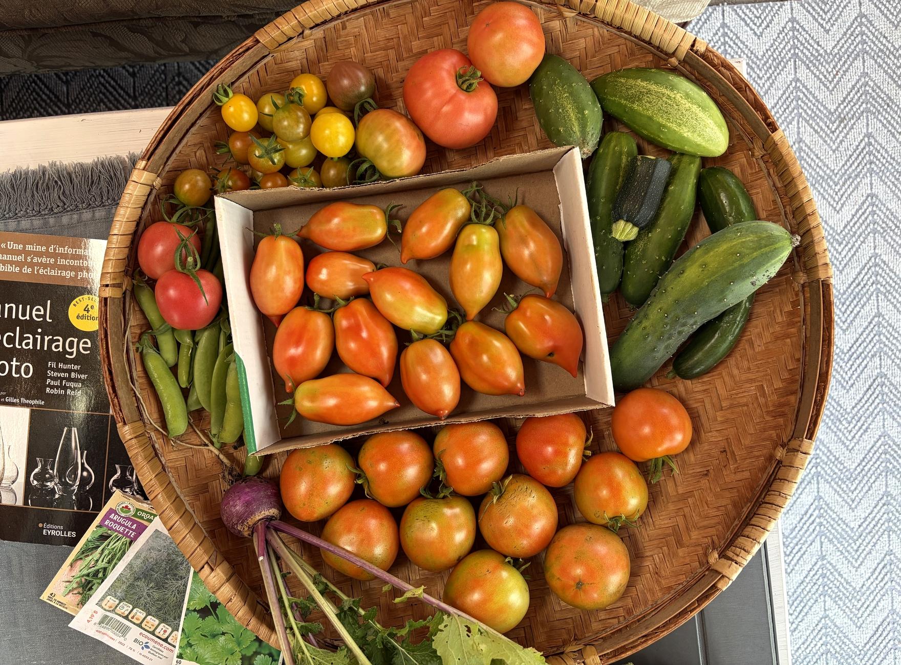 A photograph of colorful vegetables in a large, flat basket rests on the corner of a low table, with a photo book and a few seed packets around it, and a pale gray rug on the floor to the right. Inside the basket, a cardboard box contains a dozen elongated Italian tomatoes, almost red with some green still showing. Below the box are a dozen red tomatoes, also with some green, and a purple turnip with its green leaves. To the right of the box, still in the basket, are six green cucumbers and a small piece of zucchini. To the left are green peas and two small, pinkish-red tomatoes. On top of the box are yellow and red cherry tomatoes, and three other, larger tomatoes.

Photographie de légumes colorés dans un grand panier plat, posé sur le coin d'une table basse, avec un livre de photo et quelques sachets de graines autour, et un tapis gris pâle au sol du côté droit. Dans le panier, une boîte de carton contient une douzaine de tomates italiennes de forme allongée, presque rouges avec enco