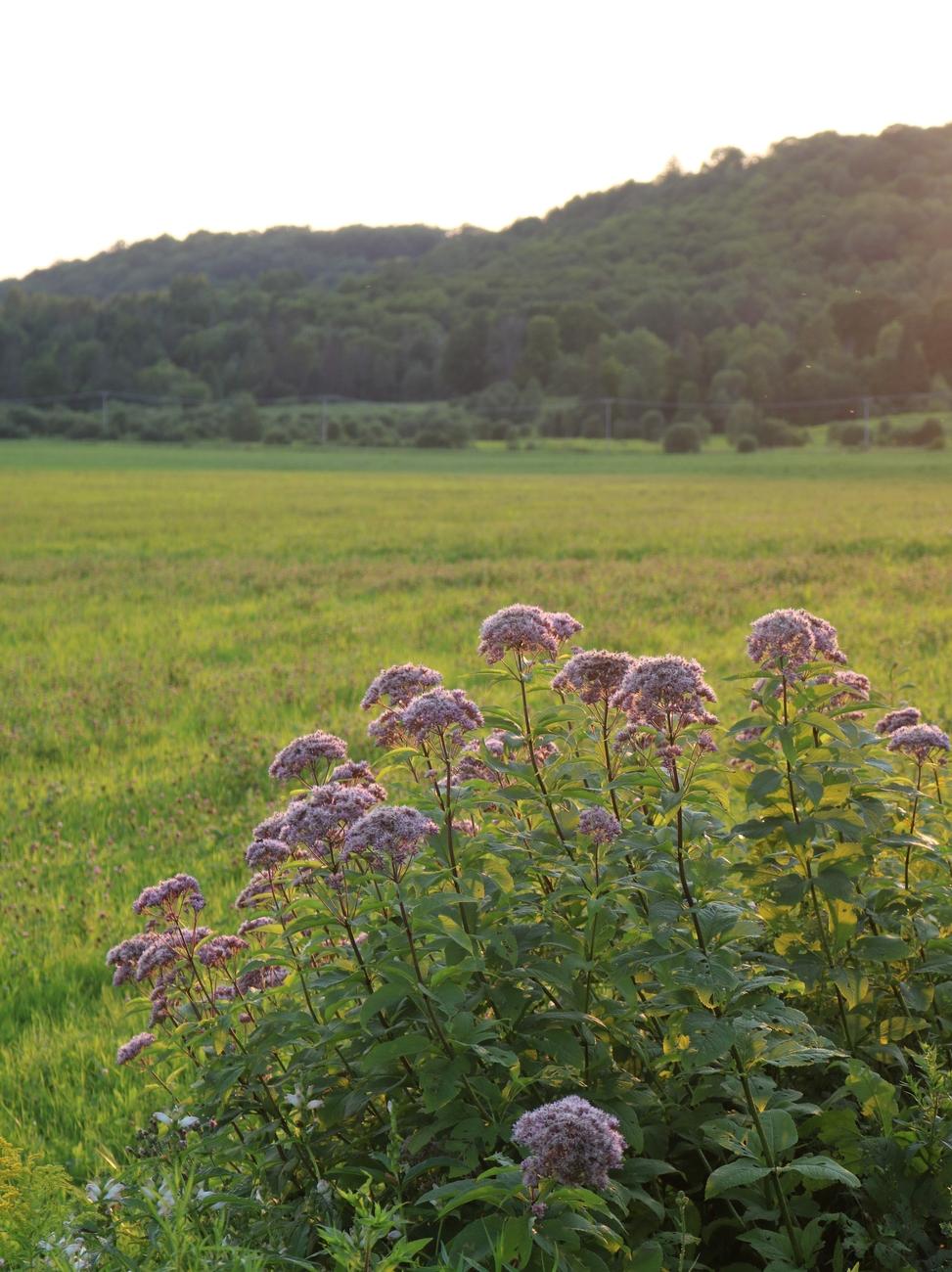 Photograph of a clump of spotted eupatorium with its balls of pink flowers at the end of dark green leafy stems, still in the sun in the falling evening light, on the edge of a lime green field, visible behind, and a dark green hill in the background.

Photographie d'une talle d'eupatoires maculés avec ses boules de fleurs roses au bout de tiges feuillues vert foncé, encore au soleil dans la lumière tombante du soir, en bordure d'un champ vert lime, visible derrière, et une colline vert foncé en arrière-plan.