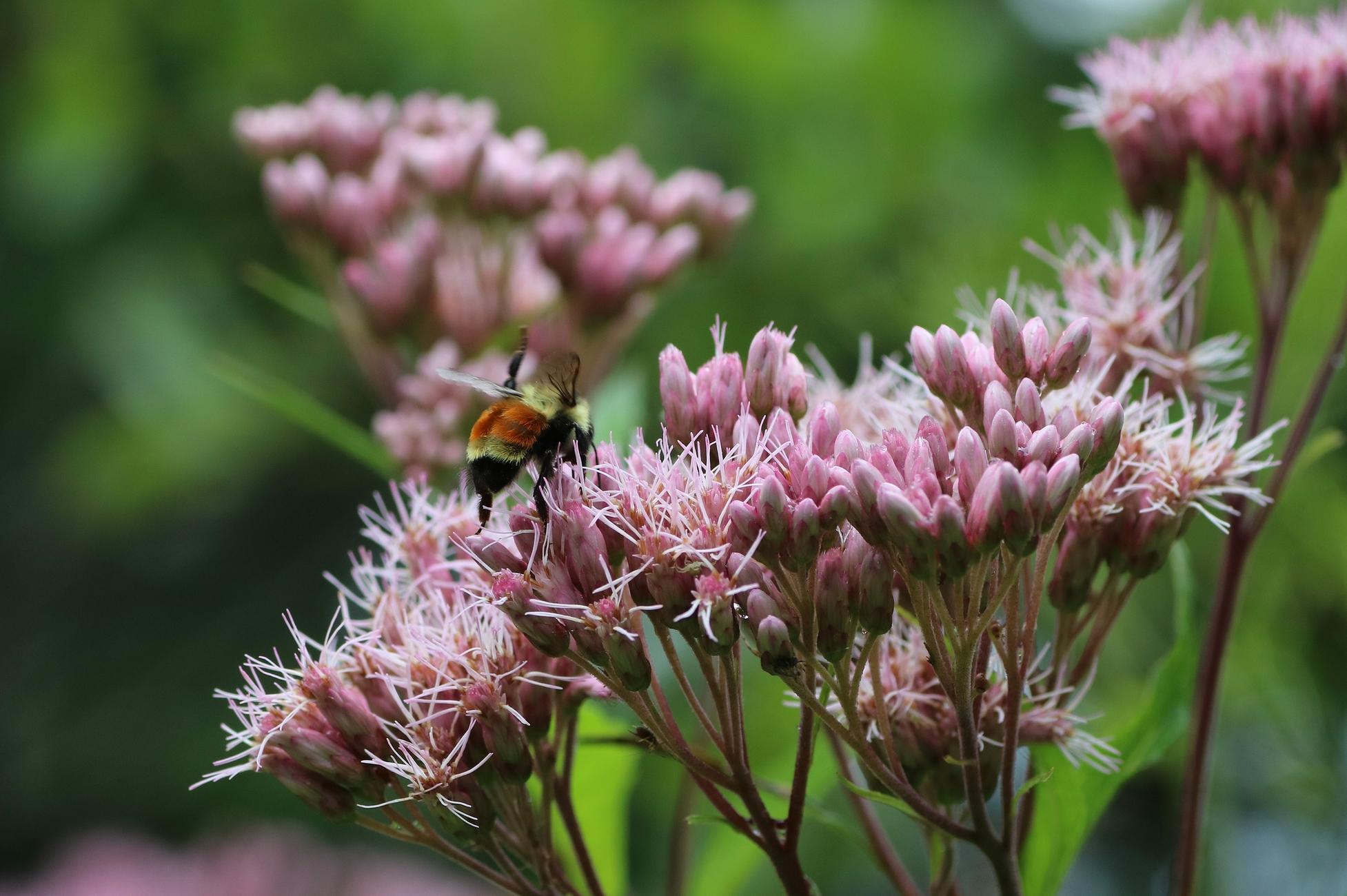 Close-up photograph of a yellow, orange, and black bumblebee foraging on the clusters of pink spotted Joe Pye weed flowers, some still closed in bud, others open with long stamens protruding from their centers. Pink flowers and green leaves are blurred in the background.

Photographie en gros plan d'un bourdon jaune, orange et noir, en train de butiner sur les fleurs roses en grappes de l'eupatoire maculé, certaines encore fermées en boutons, celles ouvertes avec de longues étamines sortant de leur centre. Des fleurs roses et des feuilles vertes sont floues en arrière-plan.
