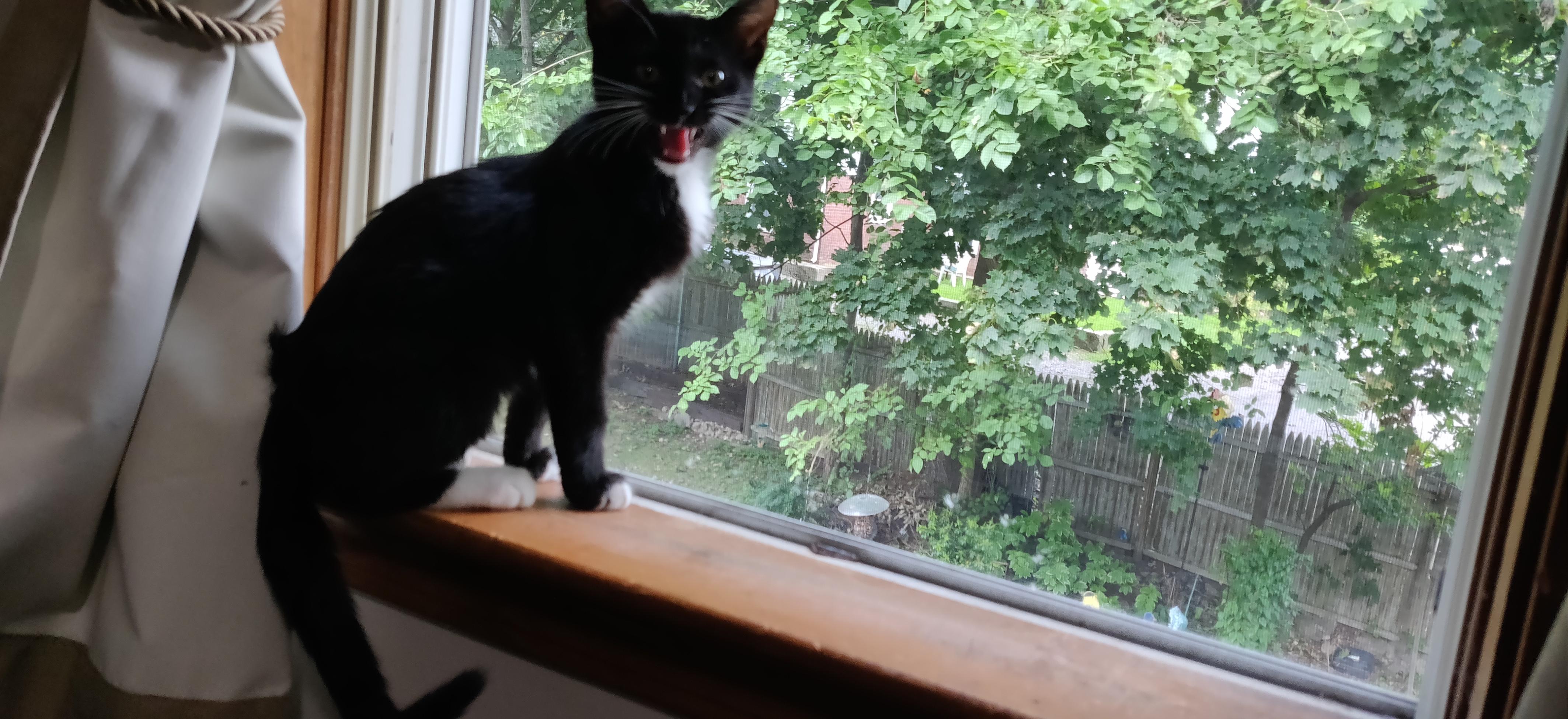 A tuxedo kitten on a windowsill, turning back and meowing.