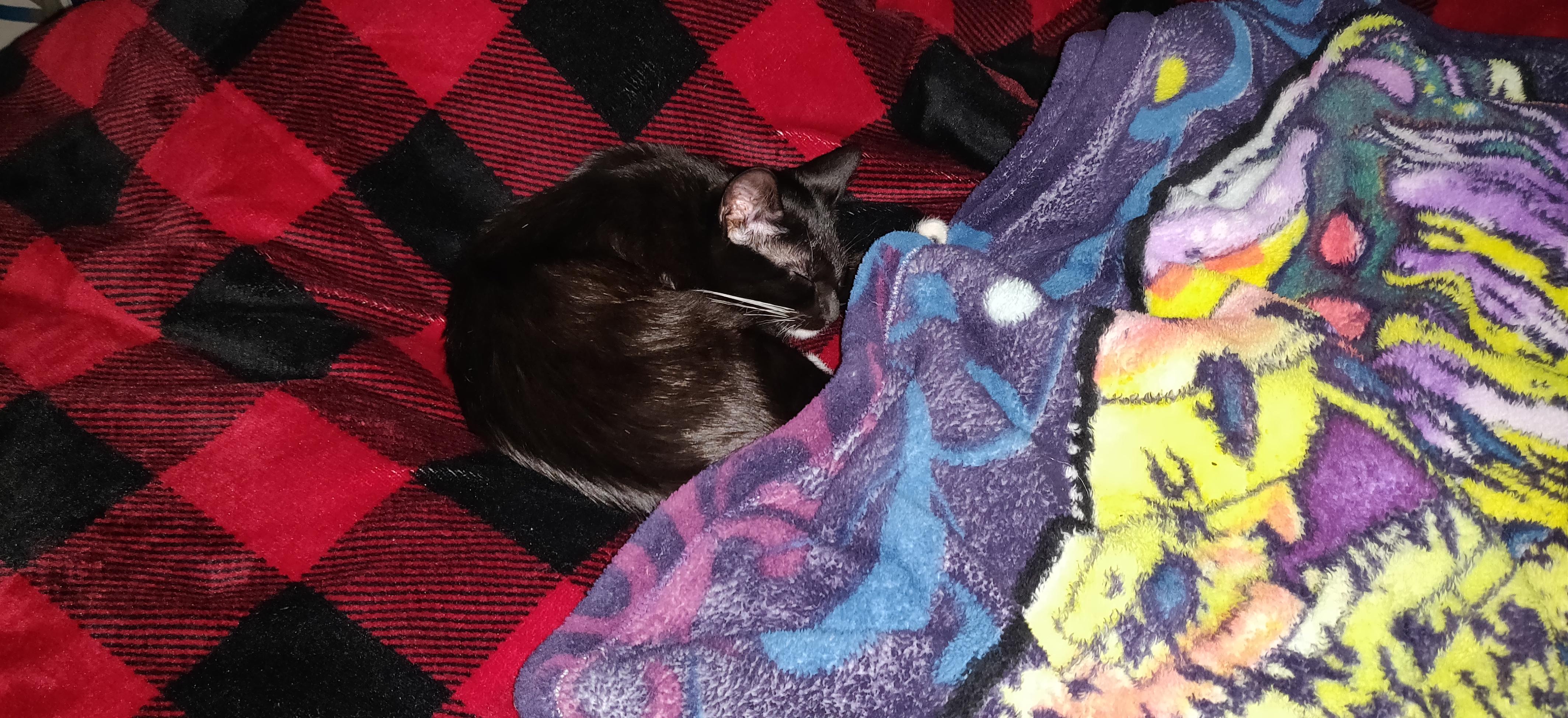 Tuxedo kitten curled up and napping on a plaid comforter.