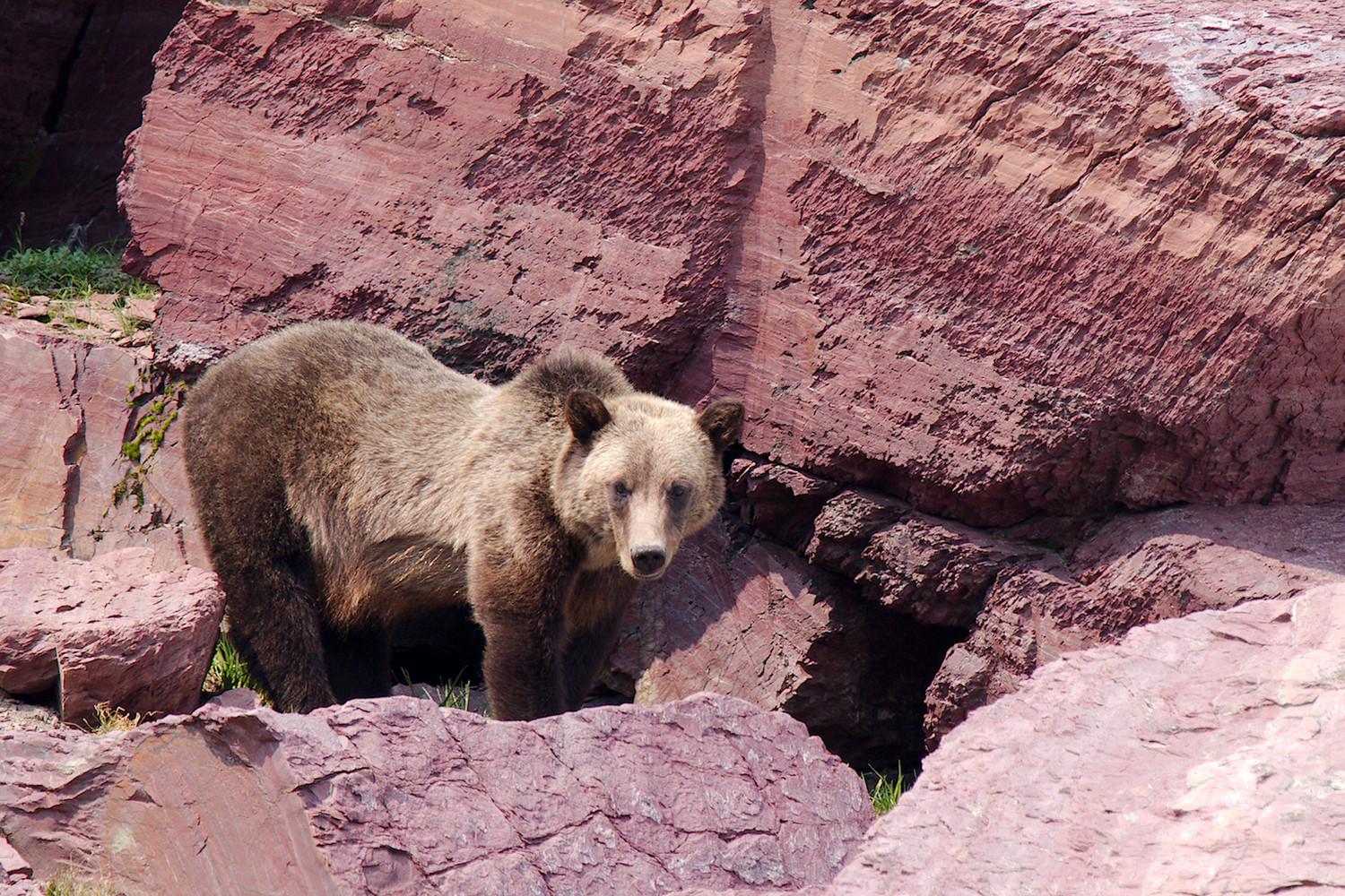 Grizzly bear looking at photographer. He's standing in front of red rock.