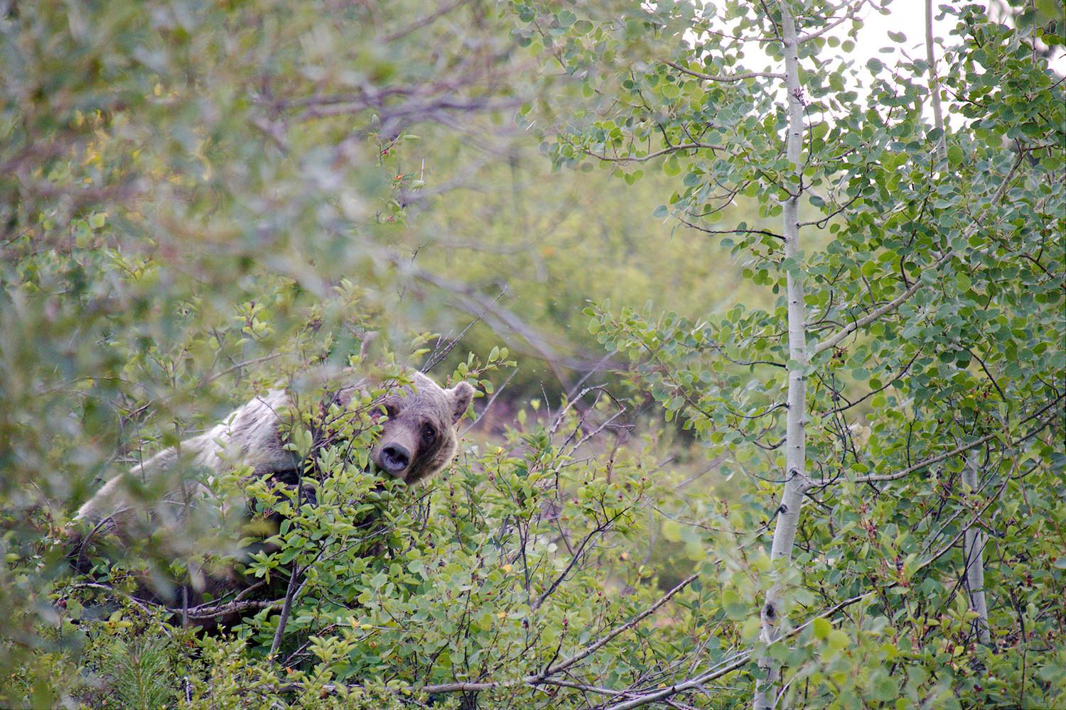 Grizzzly bear blocking a trail and eating some berries in the morning.