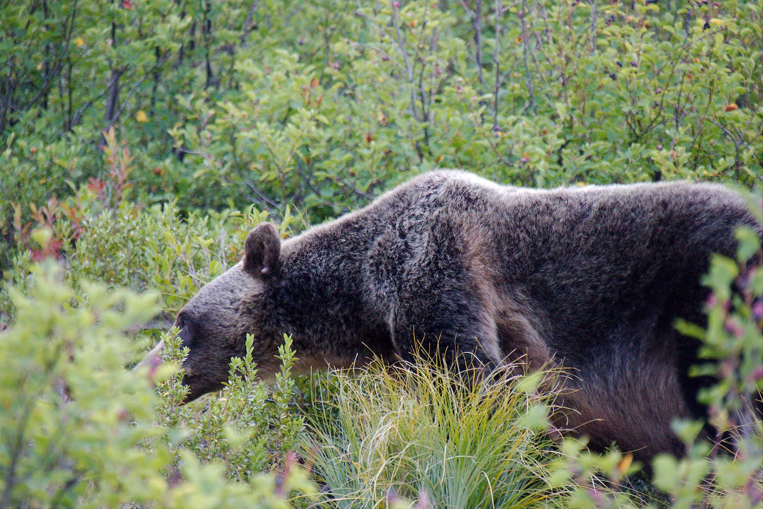 Side profile of a grizzly bear at close range walking on by.