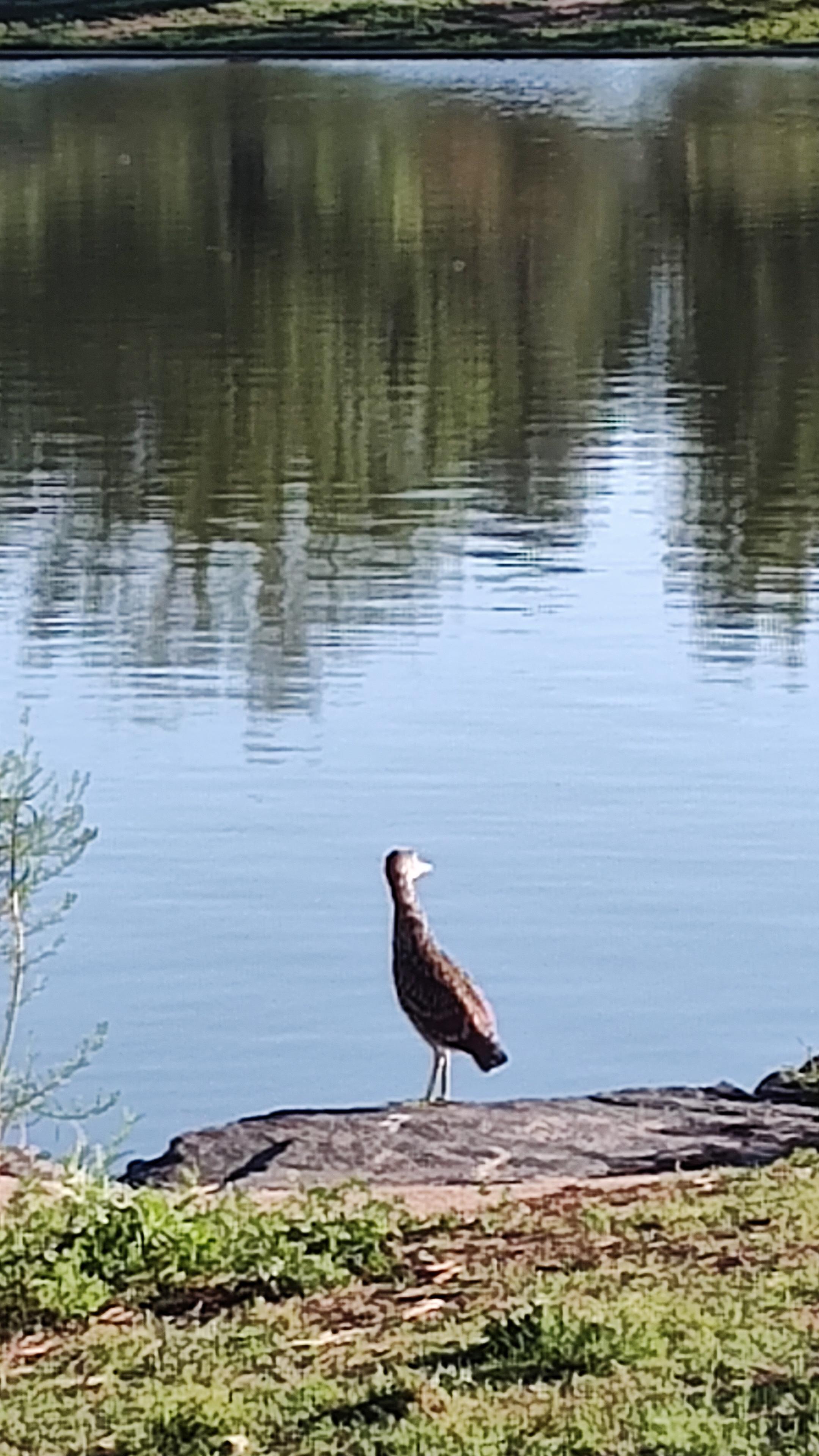 I'm not sure who this bird is but he or she is interested in me!