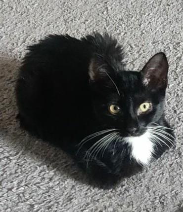 A tuxedo kitten in cat loaf form.