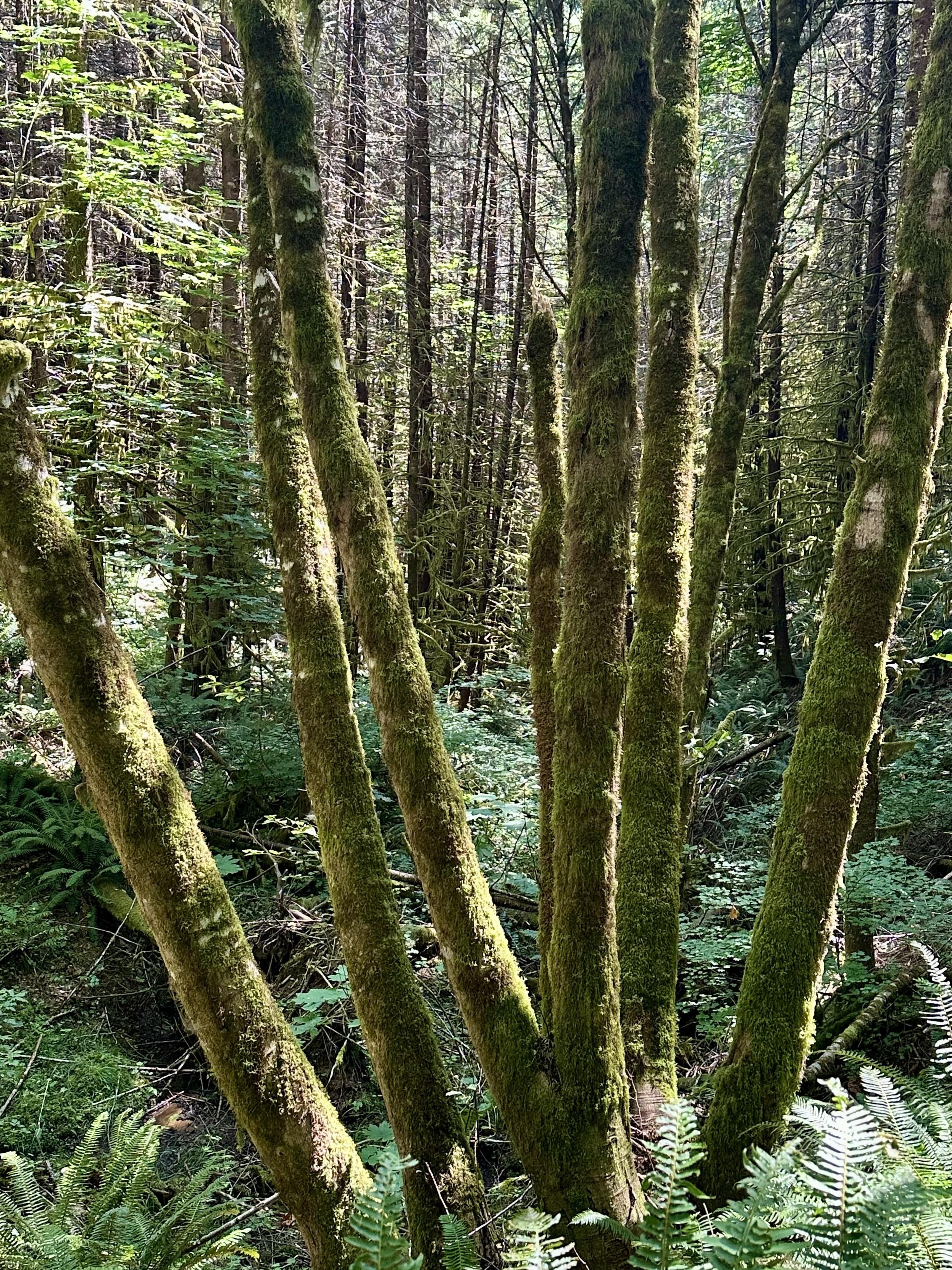 In the forest, a stand of several tall slim tree trunks all grow from the same root base, angled upward and outward. All are evenly coated with a fur of moss.