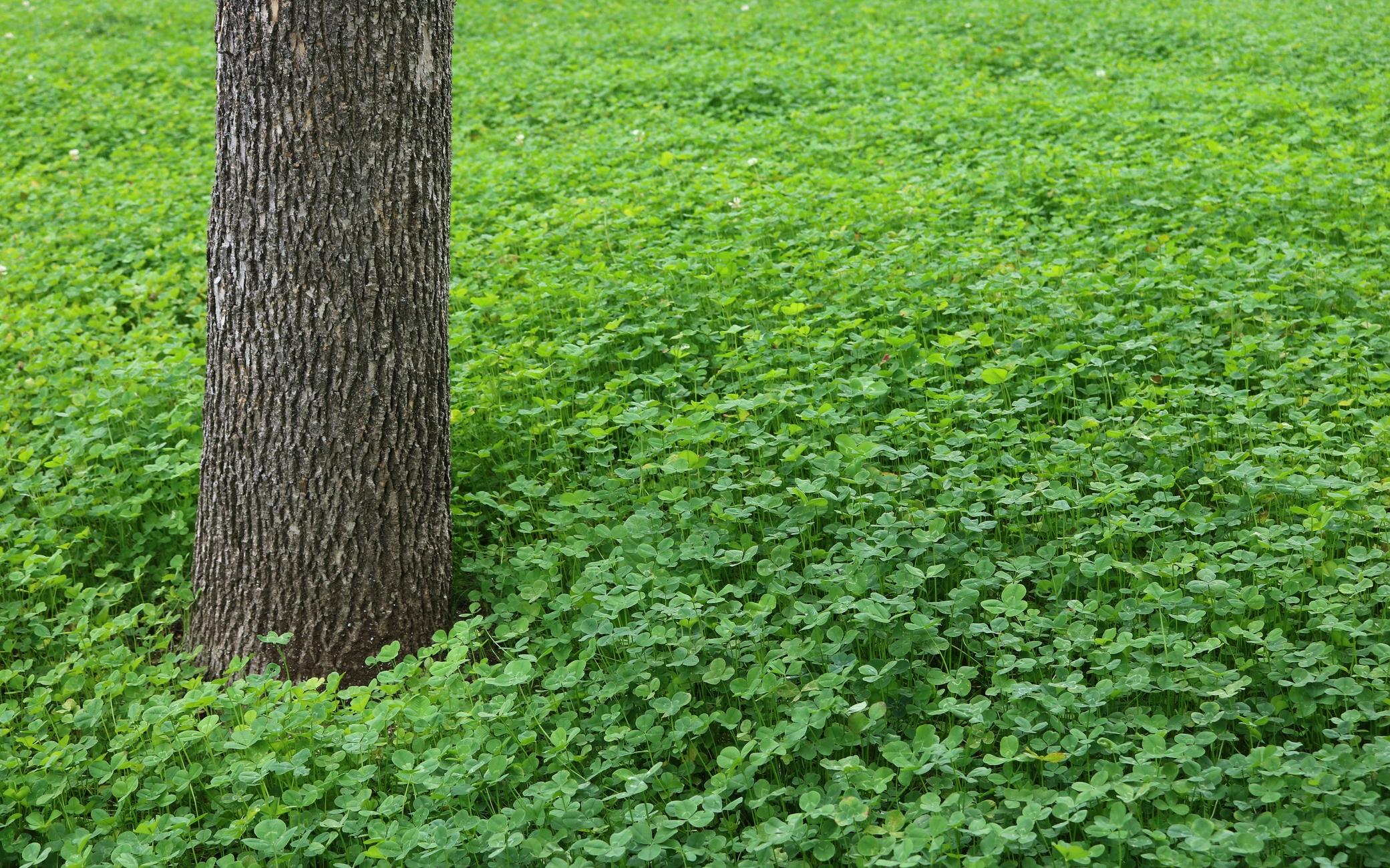 Photograph of the base of a tree trunk, with vertically ribbed grey-brown bark, completely surrounded by a thick carpet of very green clover, which fills the screen.

Photographie de la base d'un tronc d'un arbre, avec une écorce gris-brun côtelée verticalement, complètement entouré d'un épais tapis de trèfles très verts, qui remplit l'écran.