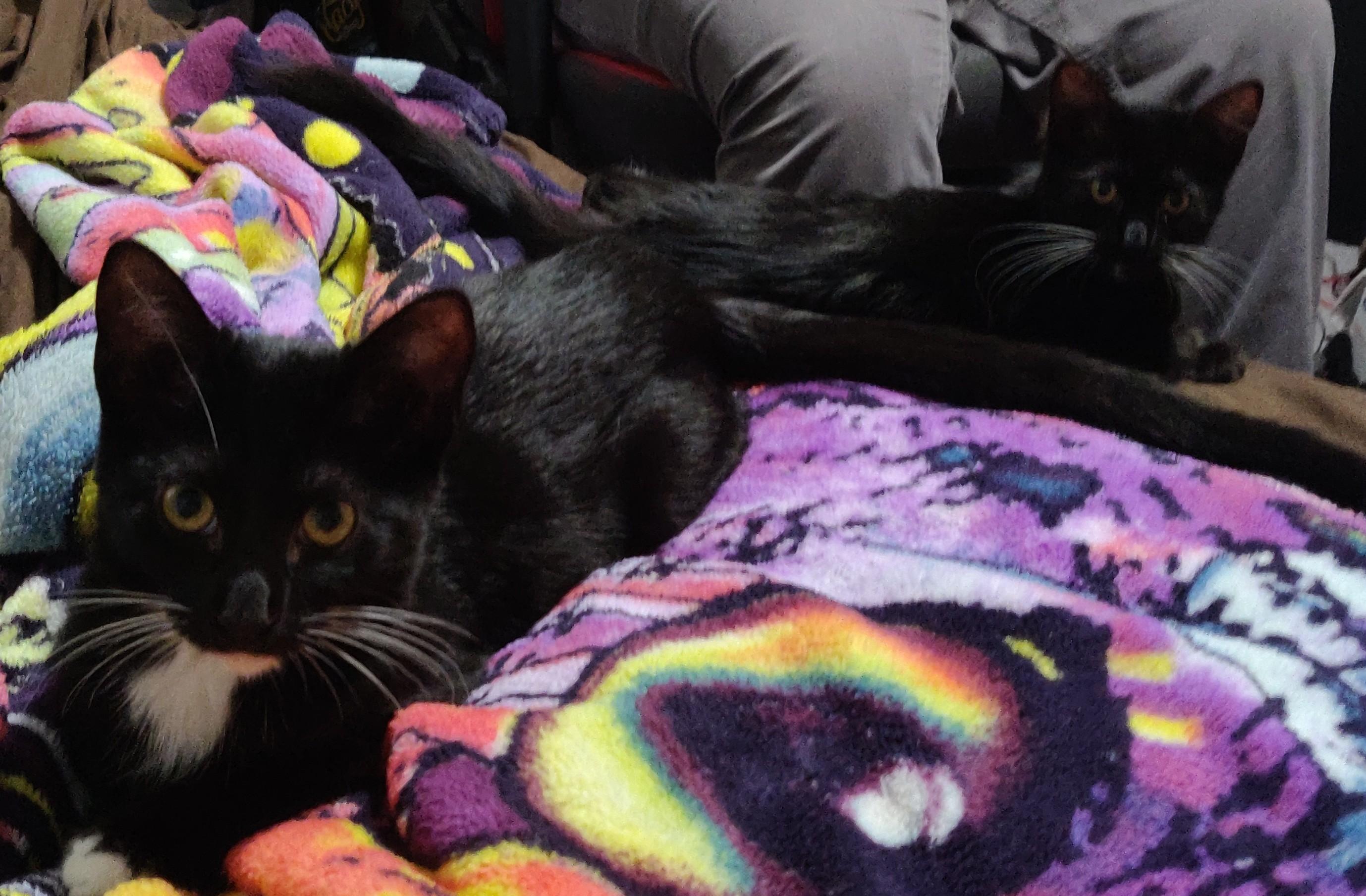 Two tuxedo kittens, brothers, lying on a psychedelic-patterned fleece.