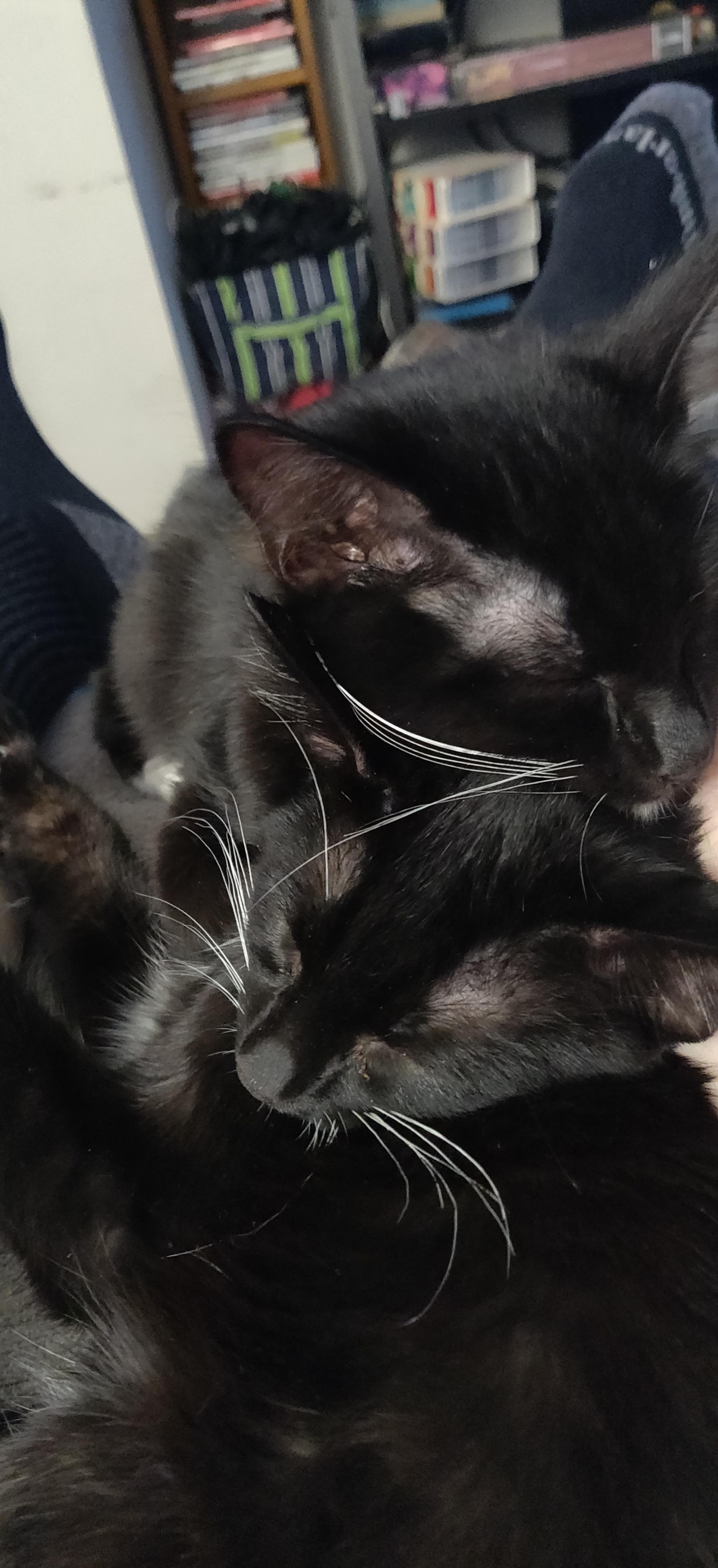 Two tuxedo kittens (brothers) who were reunited today after a 3 week separation and fell asleep together.