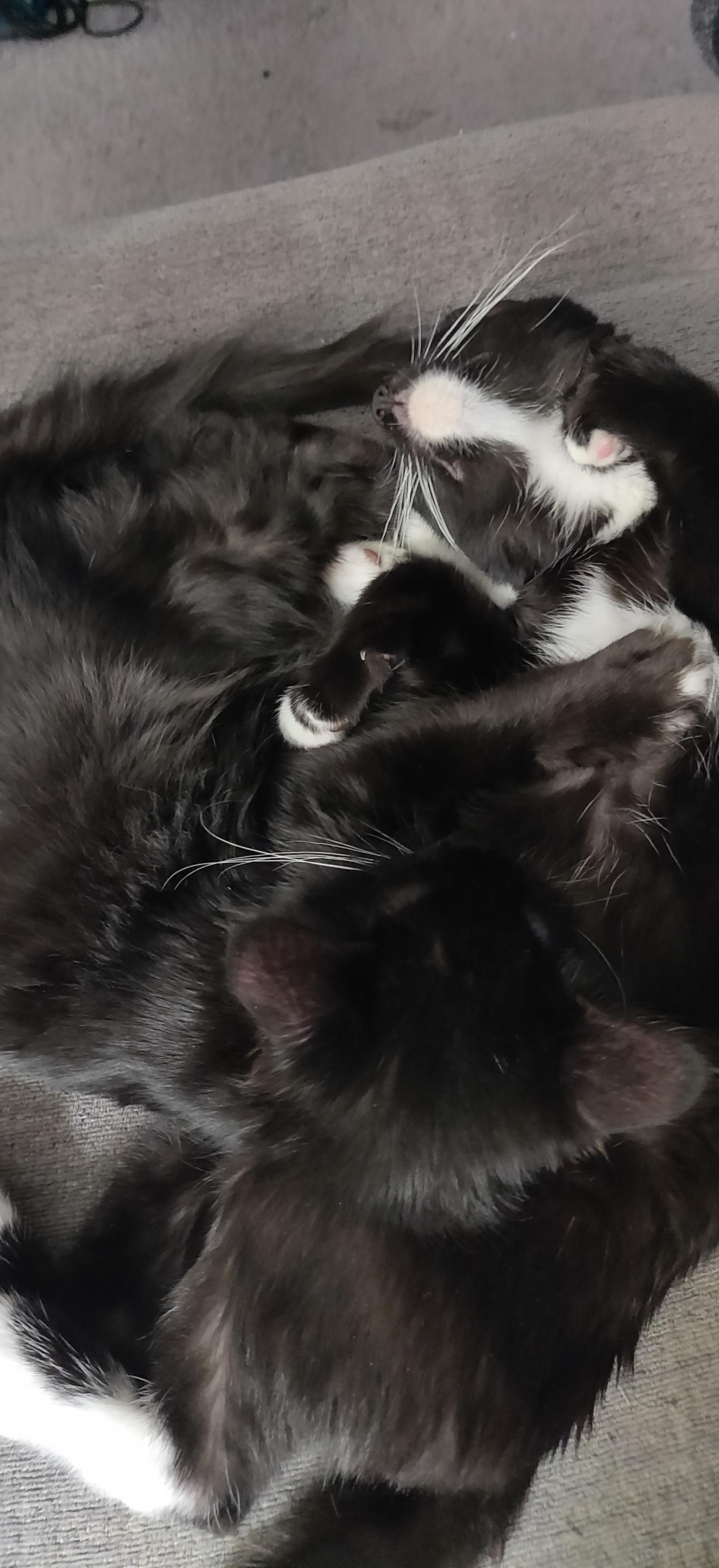 A tangle of sleeping tuxedo kittens.