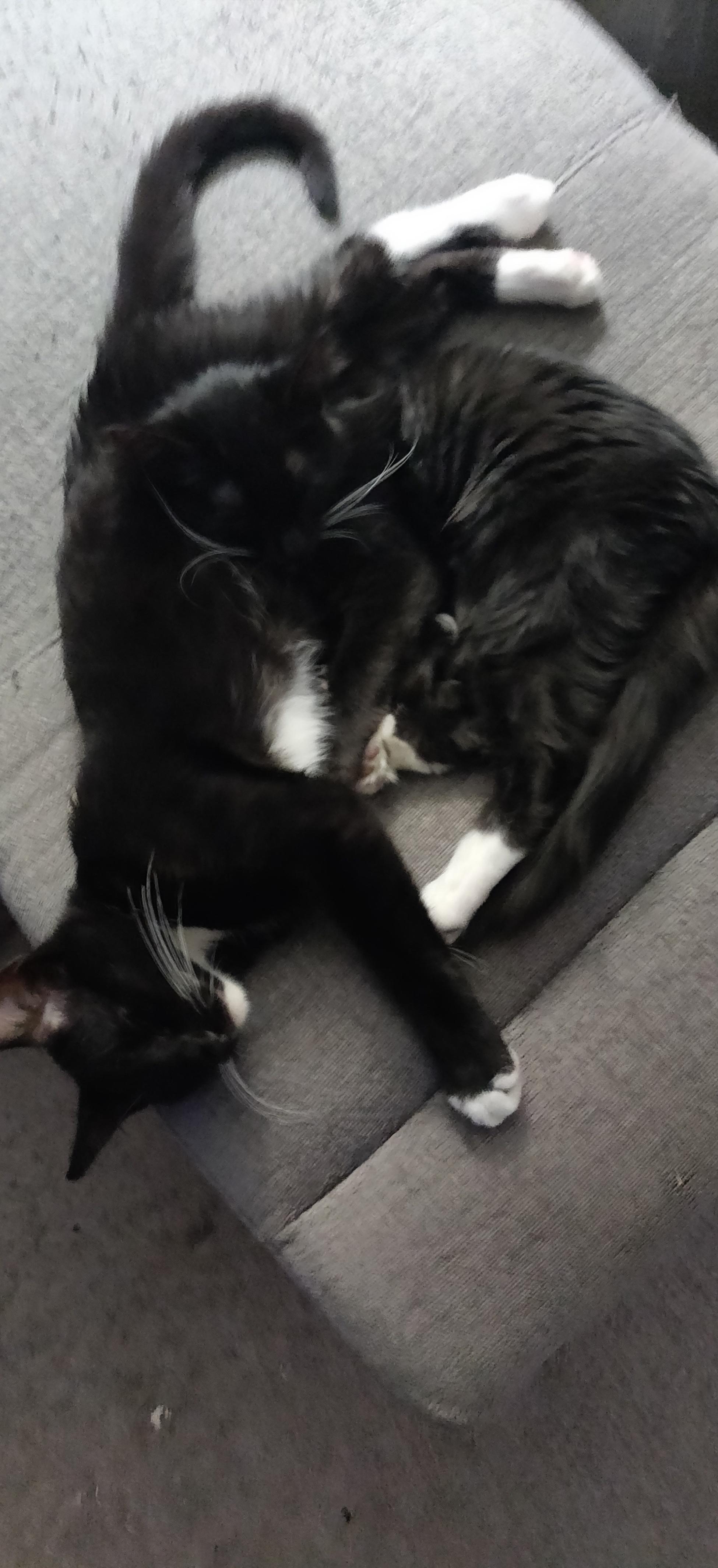 Two dozing tuxedo kittens in less of a tangle.