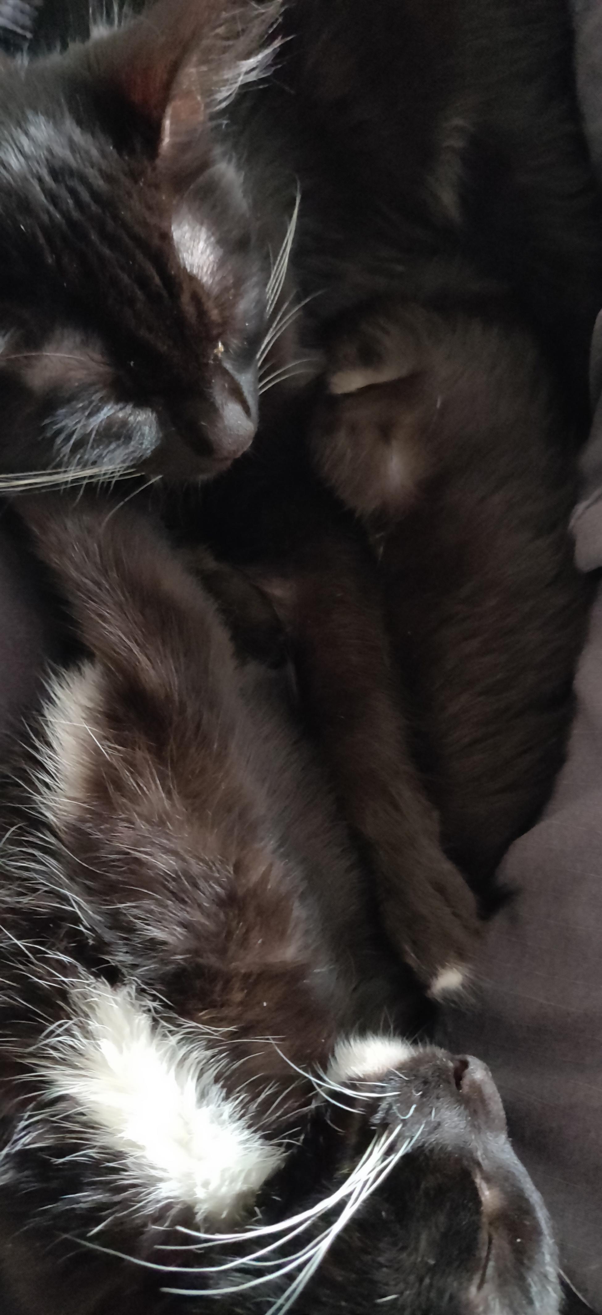 A tangle of two tuxedo kittens.