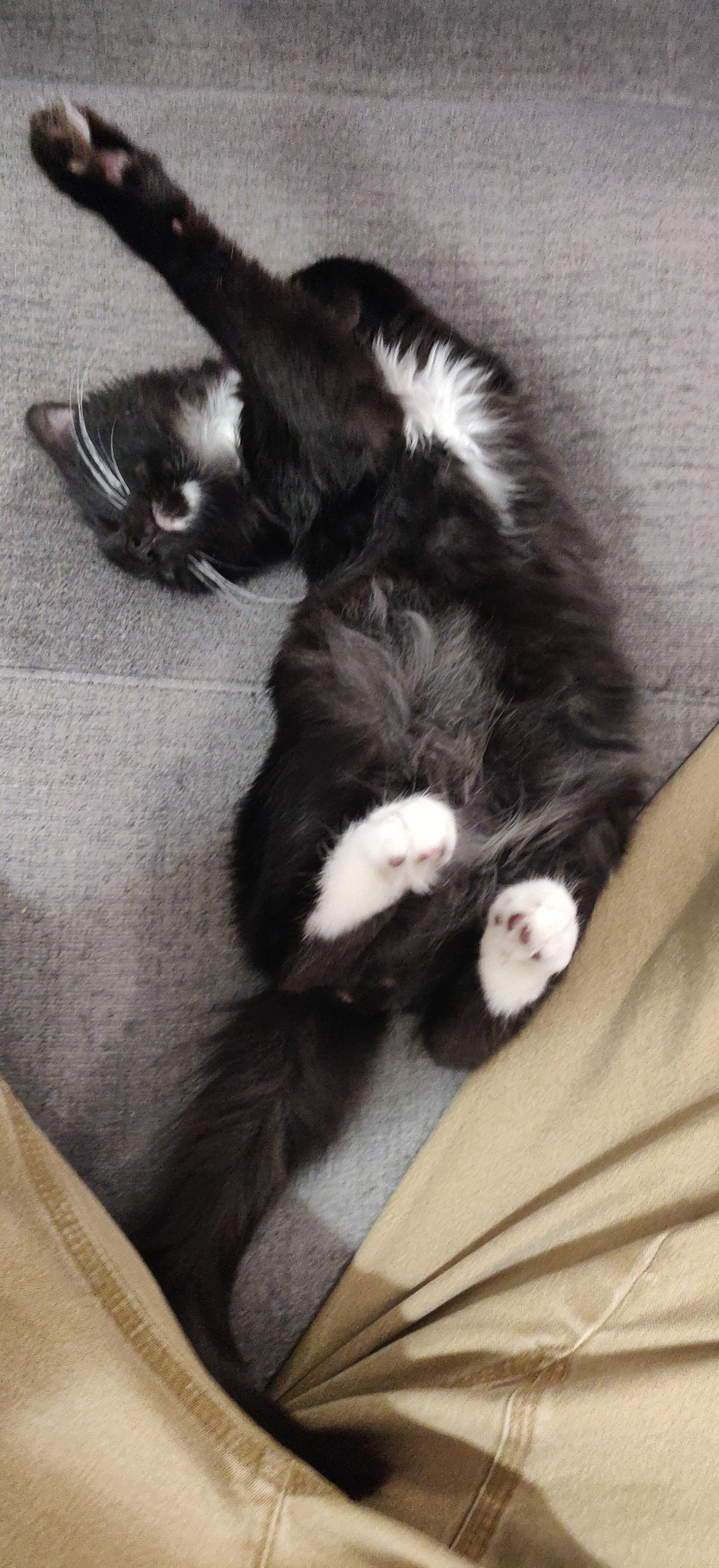 Tuxedo kitten stretching.