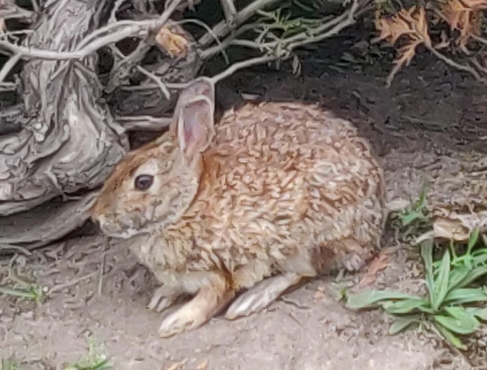 A large spotted brown bunny crouches near some bushes.