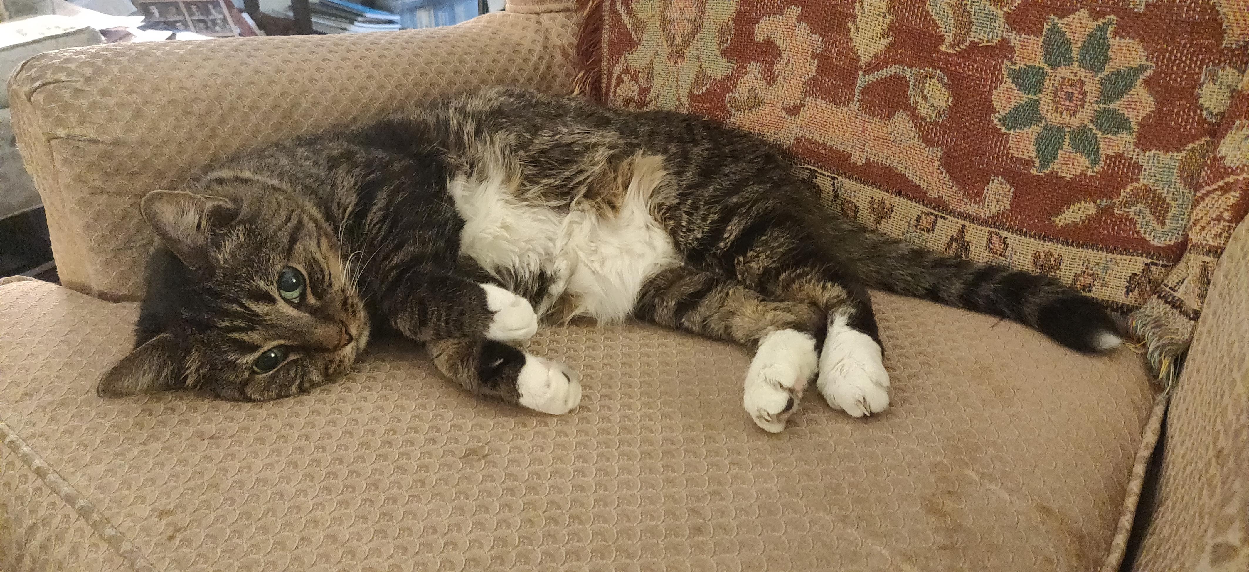 Tippy the cat reclining on an armchair.