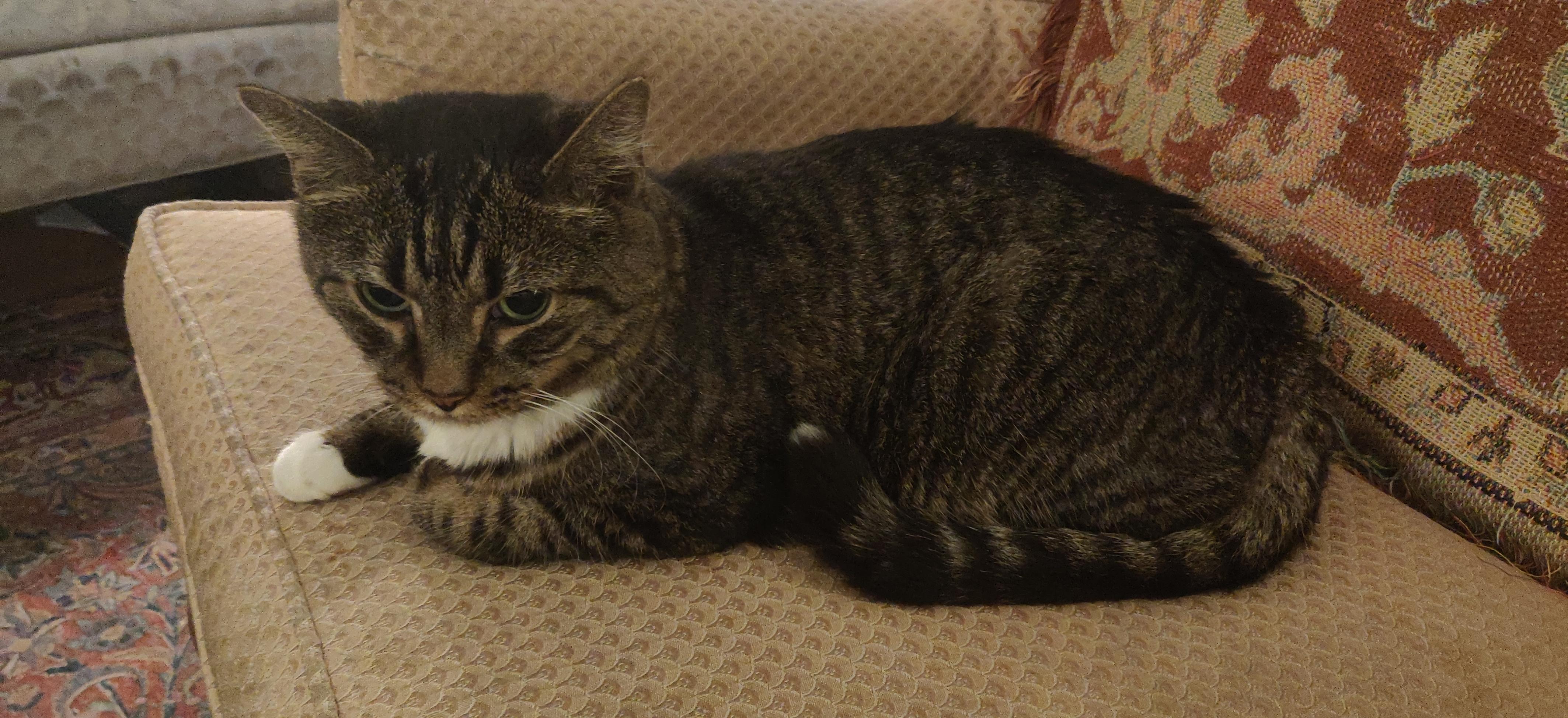 Noble Tabby in repose.