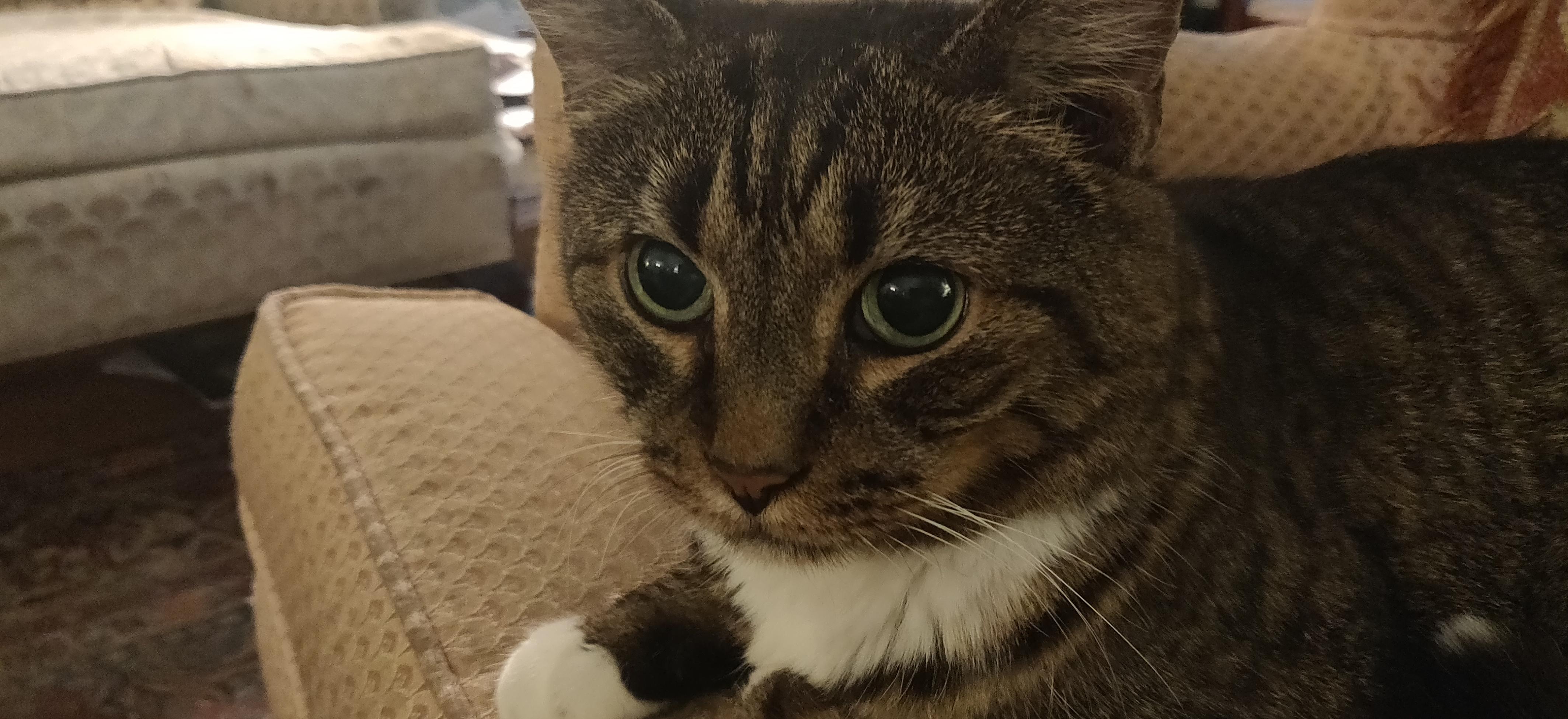 A closeup of a tabby cat with large eyes.