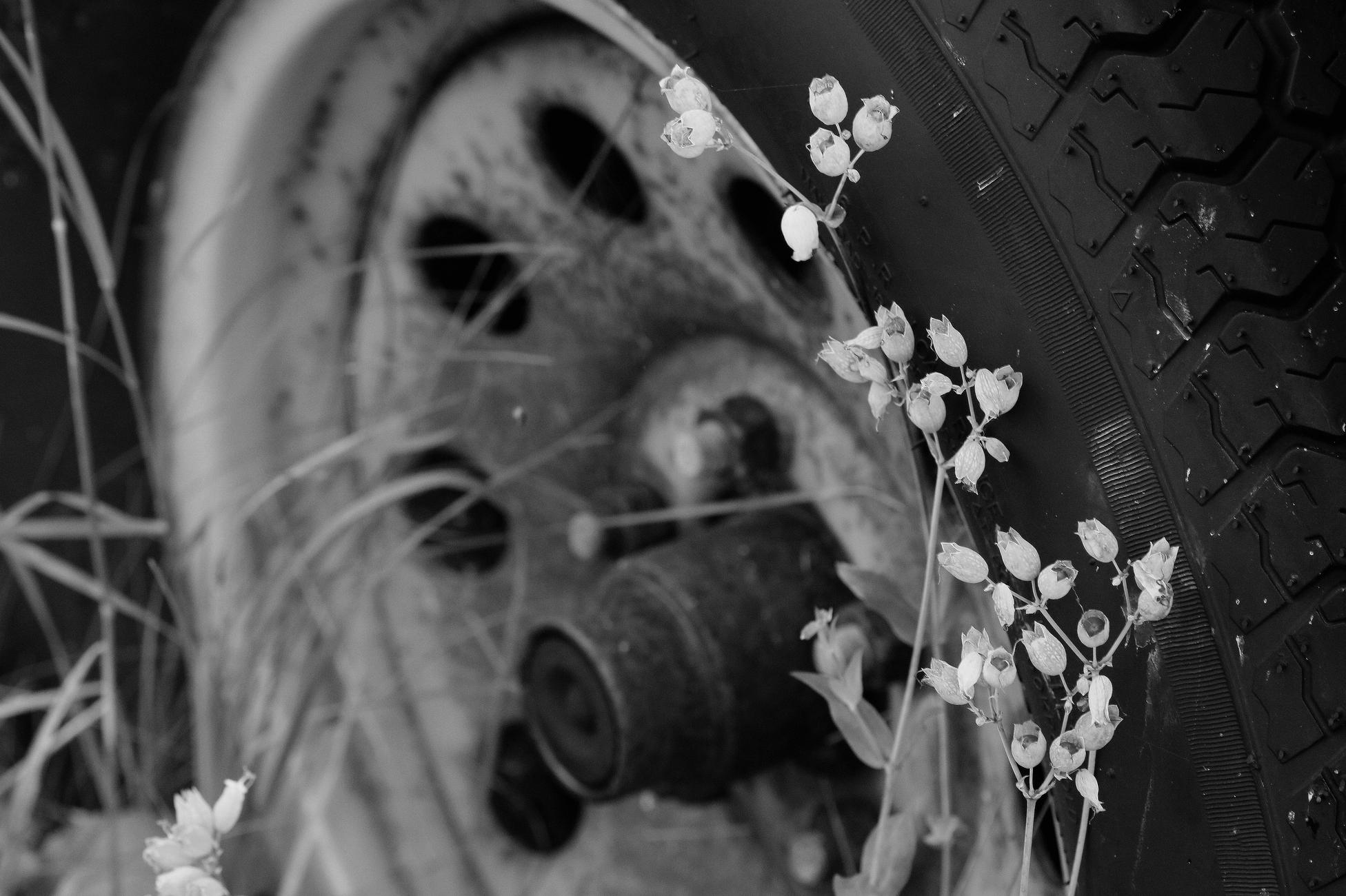 Black and white photograph of bladder campion flowers on their stems, in focus in the foreground, growing against the rubber tyre of a vehicle that has not moved since at least early summer, blurred out and occupying the rest of the background image.

Photographie noir et blanc de tiges de fleurs de silènes enflées, au focus à l'avant-plan, poussant contre le pneu en caoutchouc d'un véhicule qui n'a pas bougé depuis au moins le début de l'été, flou et occupant le reste de l'image en arrière-plan.