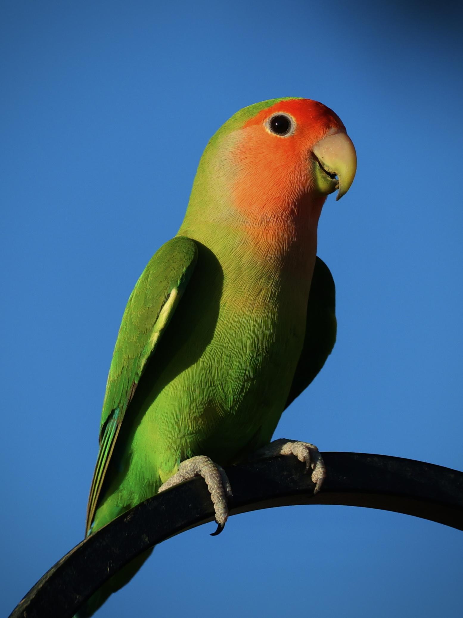 Green and peach color lovebird looking fabulous in the morning sun