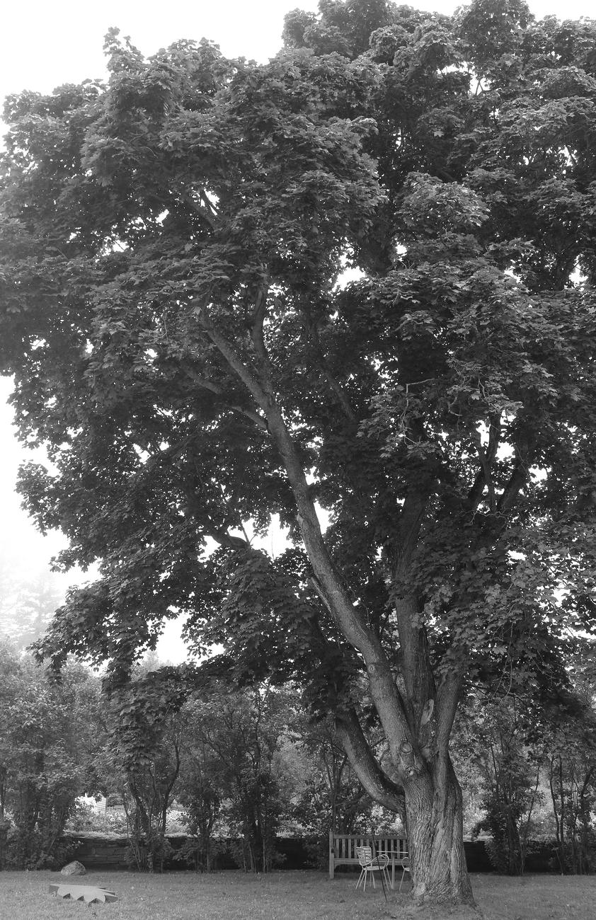 Black and white photograph of a very large maple tree, with a trunk subdivided into four, spreading its abundant foliage towards the sky, in all its summer splendor. The photo is taken from a distance, showing the tree as a whole, in the middle of a lawn in a park, with a hedge of much smaller trees behind.

Photographie noir et blanc d'un très grand érable, avec un tronc se subdivisant en quatre, déployant son abondant feuillage vers le ciel, dans toute sa splendeur d'été. La photo est prise de loin, montrant l'arbre dans son ensemble, au milieu d'une pelouse dans un parc, avec une haie d'arbres beaucoup plus petits derrière.