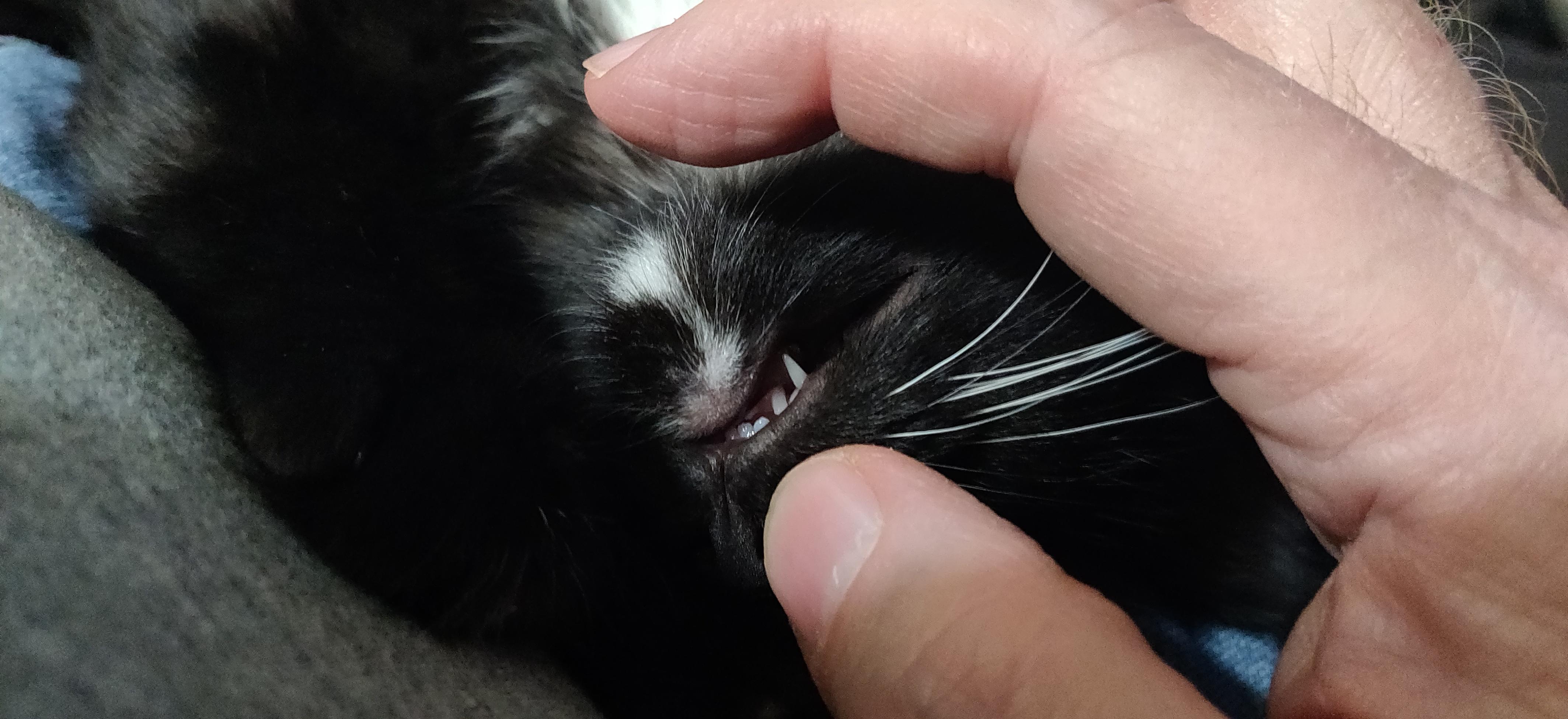 A tuxedo kitten's tooth nubs and a fang.