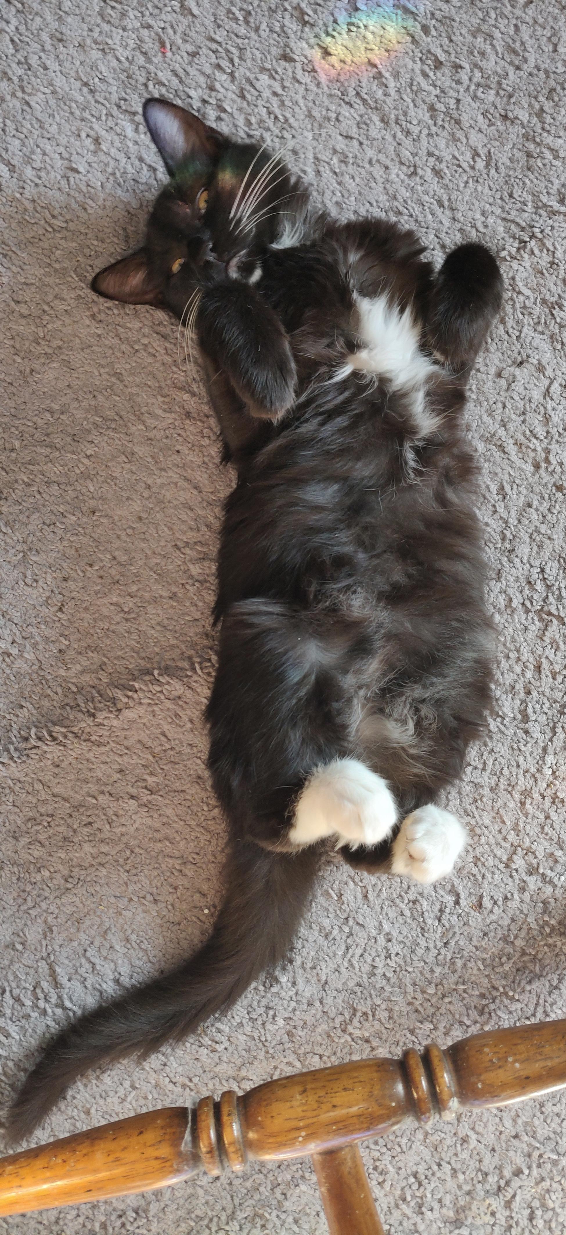 Tuxedo kitten lying on his back with curled hind feet. A small rainbow is near his head.