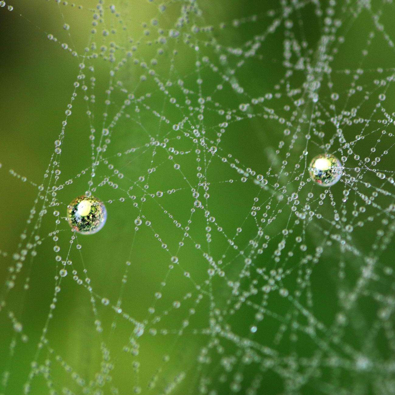 Macro photograph of very small raindrops trapped along the threads of a spider’s web, and two larger suspended droplets containing in their sphere the image of the surrounding vegetation. The background is green and blurred.

Photographie macro de très petites gouttes de pluie emprisonnées tout le long des fils d’une toile d’araignée, et de deux plus grosses gouttes suspendues, contenant dans leur sphère l'image de la végétation autour. L’arrière-plan est vert et flou.