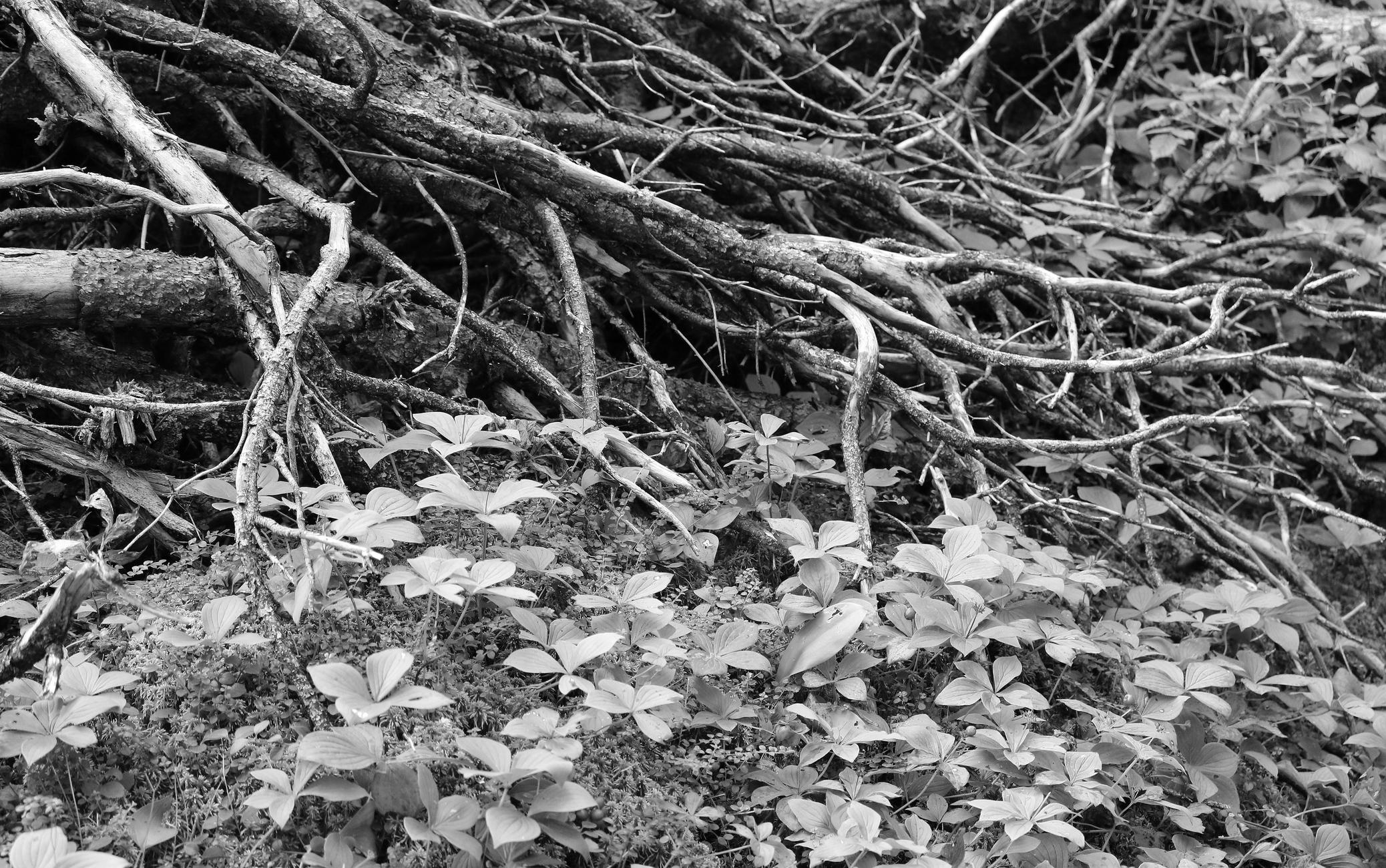 Black and white photograph of the forest floor, showing a carpet of Canada dogwood, each with four leaves, growing through sphagnum moss and small creeping plants, at the foot of a large cluster of bare branches and roots.

Photographie noir et blanc du sol de la forêt, montrant un tapis de cornouiller du Canada, chacun avec quatre feuilles, poussant à travers la mousse de sphaigne et de petites plantes rampantes, au pied d'une gros amas de branches et de racines dénudées.