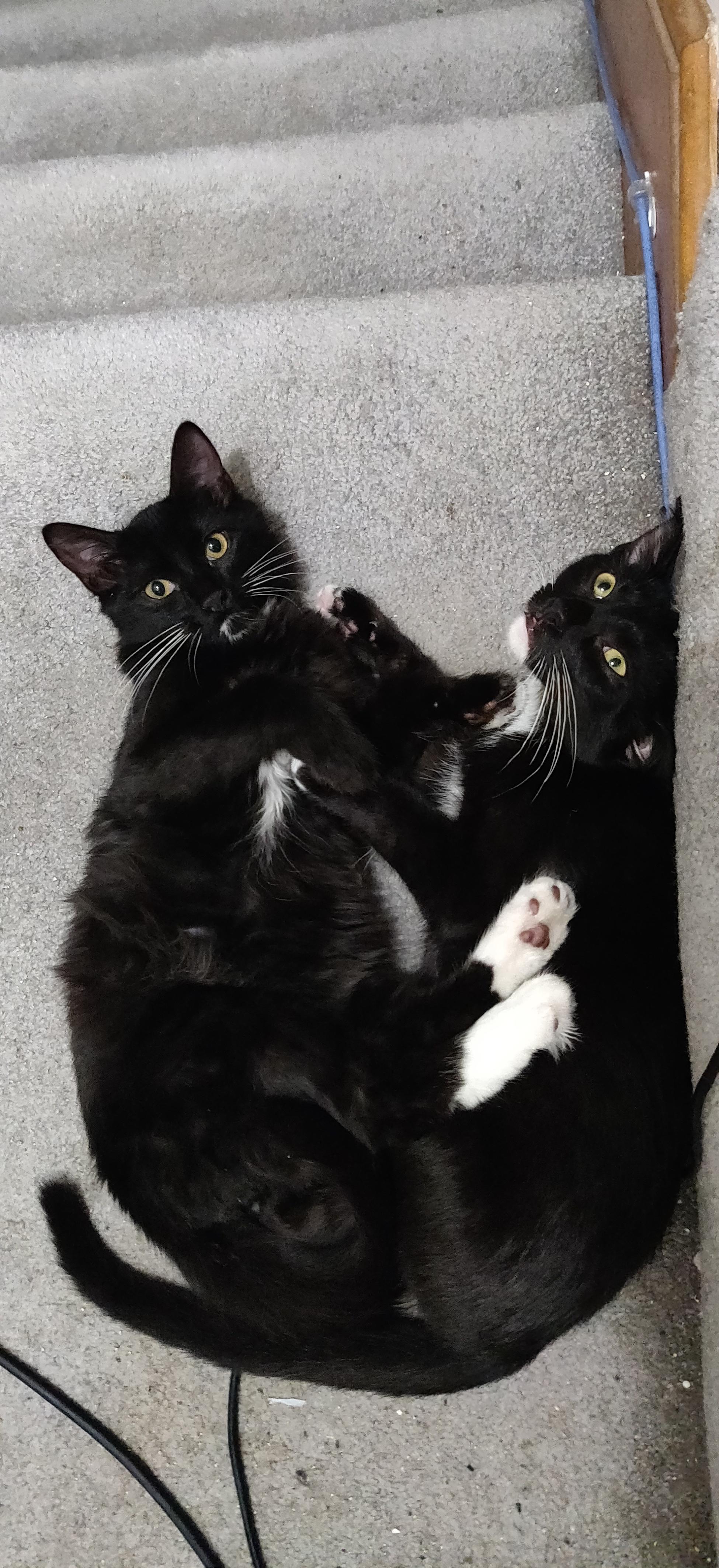 Two tuxedo kittens surprised while locked in mortal combat.