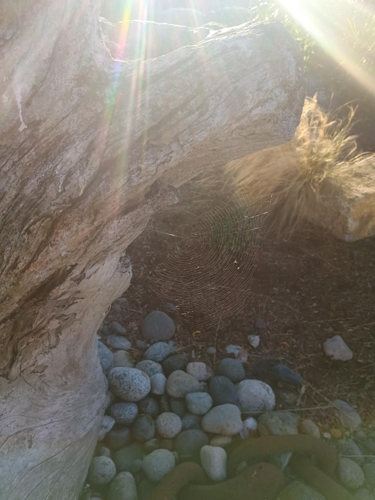Spider webs off driftwood