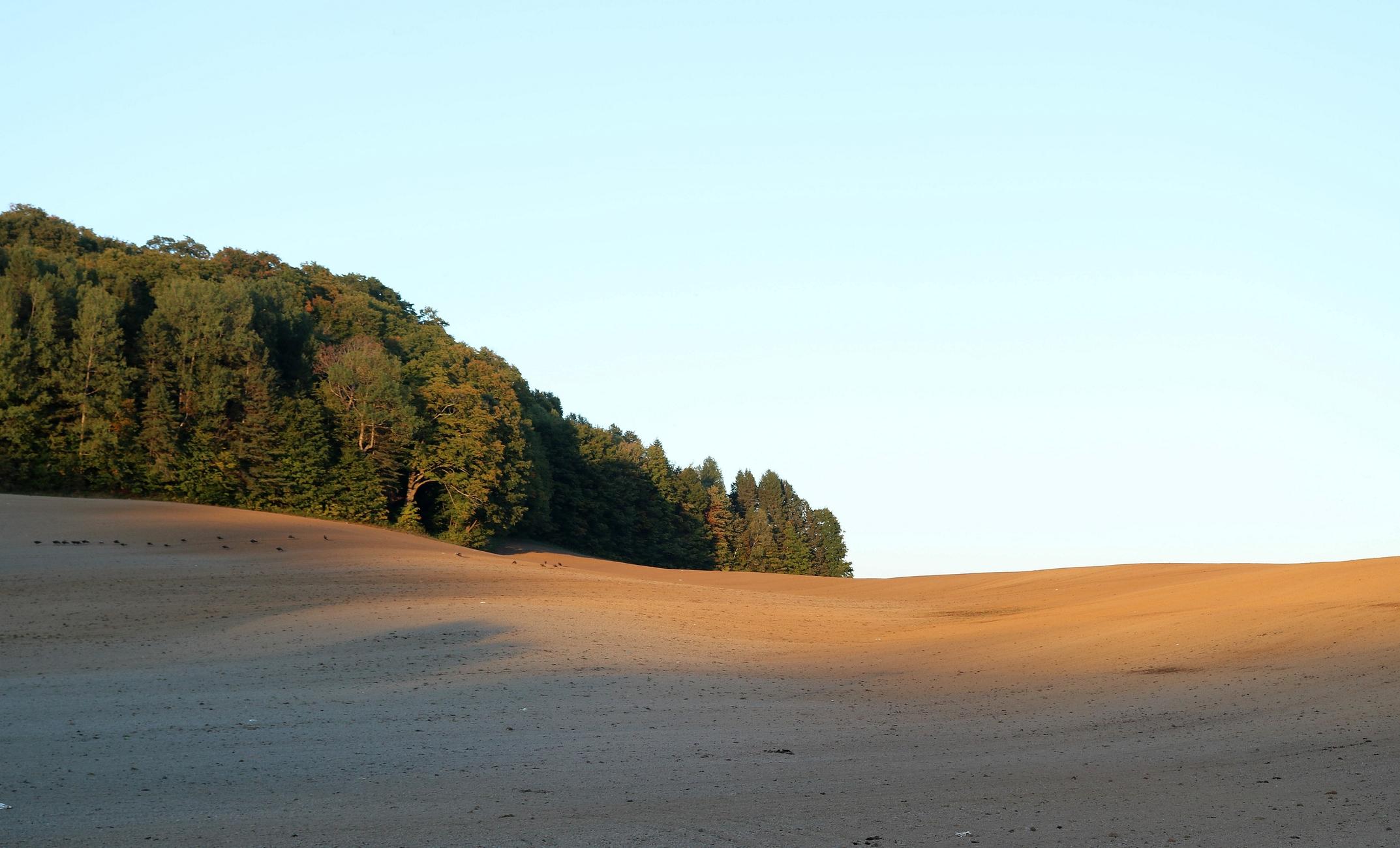 Photograph of a rural landscape, showing an undulating field with light brown soil that has just been turned over and prepared for new green manure planting, with a soft and smooth surface appearance. One part is in the sun on the right, the other in the shade of tall trees on the left. A forest edge arrives like a wave at the end of the field by the left, in the sun. A group of wild turkeys roams the field near the edge of the forest. Above, the sky is pale and clear blue.

Photographie d'un paysage rural, montrant un champ ondulé dont la terre brun pâle vient d'être retournée et préparée pour un nouveau semis d'engrais vert, avec une apparence douce et lisse en surface. Une partie est au soleil à droite, l'autre dans l'ombre de grands arbres à gauche. Une lisière de forêt arrive comme une vague au bout du champ par la gauche, au soleil. Un groupe de dindons sauvages parcourt le champ près de l'orée de la forêt. Au-dessus, le ciel est d'un bleu pâle et limpide.