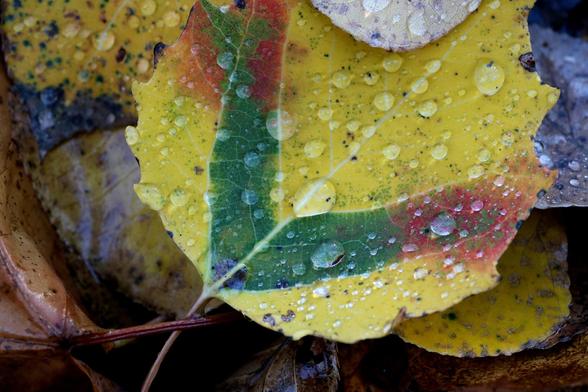 #SilentSunday #macro #autumn #fallcolors #photography
