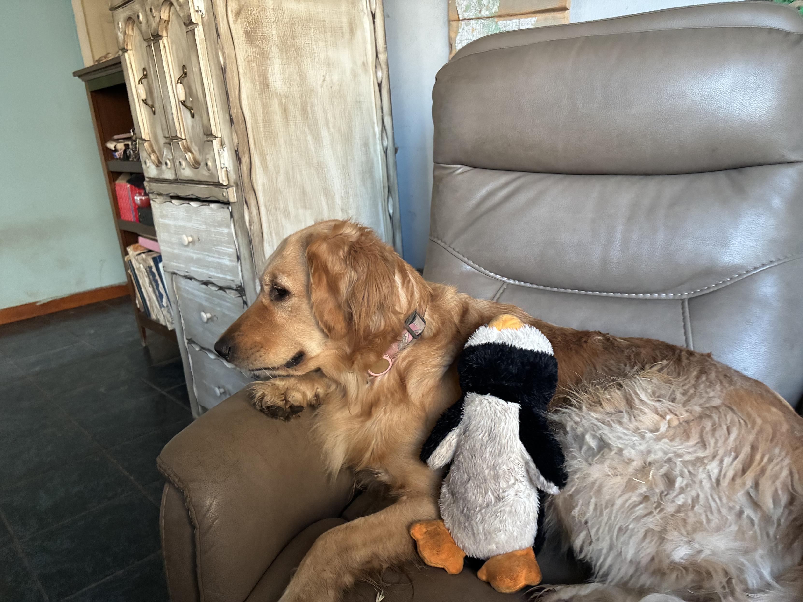 Callisto, a light reddish blonde golden retriever is curled up in a tan leather recliner. Propped against her side is a black and white stuffed penguin with vivid orange beak and feet. Callisto's head is resting on the arm of the chair and one of her paws is dangling off the chairs edge. In the background, you can see a wooden cabinet and a cluttered bookshelf.